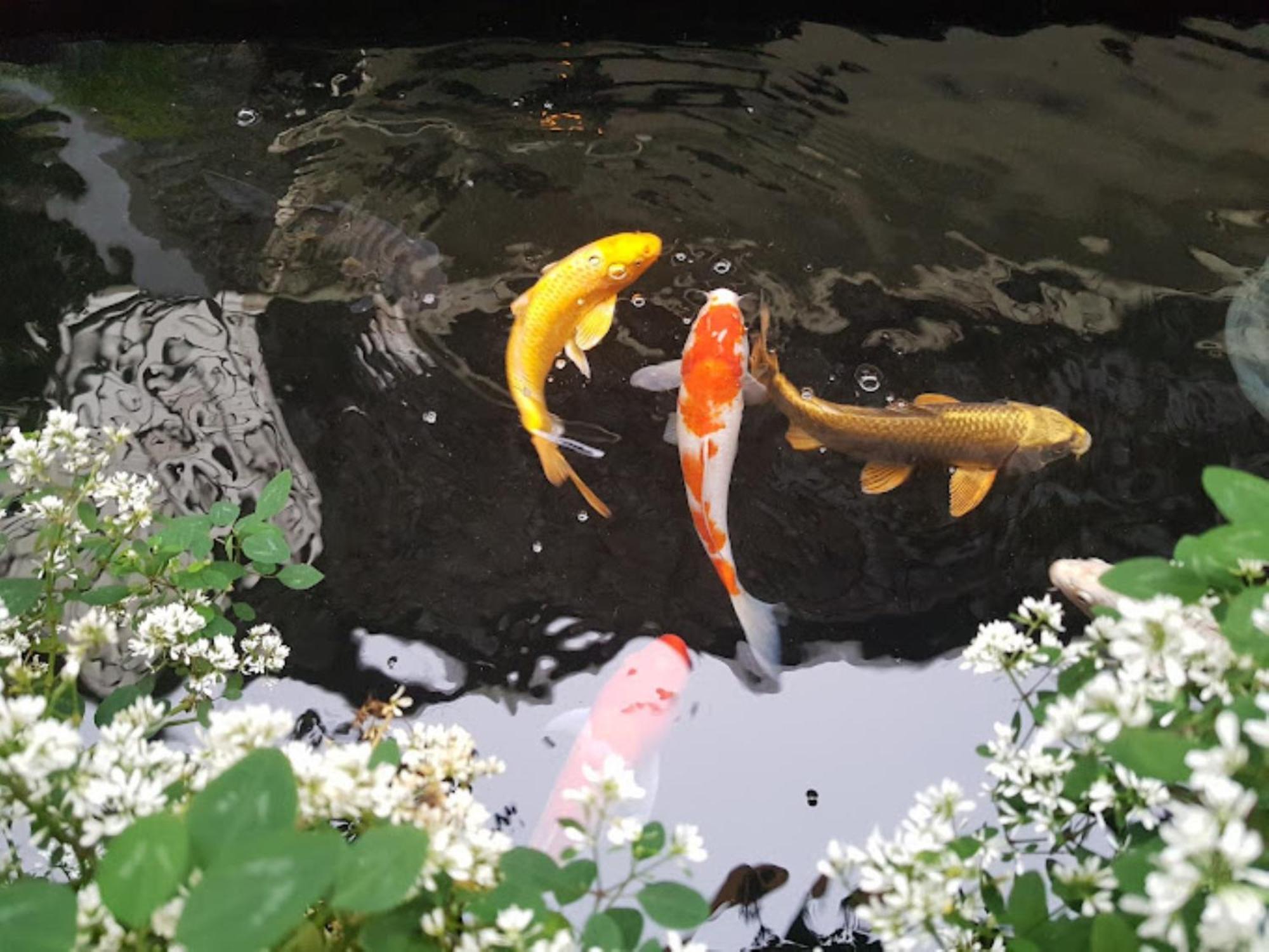 Vuon Tra Homestay Mang Den Kon Von Kla Bagian luar foto